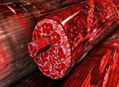 Muscle Tissue
