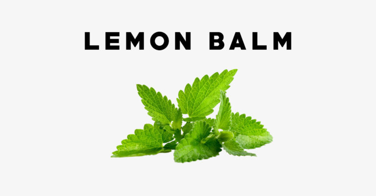 Lemon Balm: Uses, Side Effects, Interactions, Dosage And Supplements