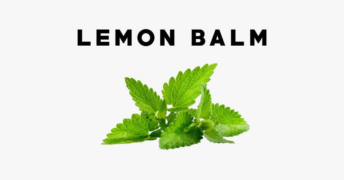 Lemon Balm: Uses, Side Effects, Interactions, Dosage and Supplements