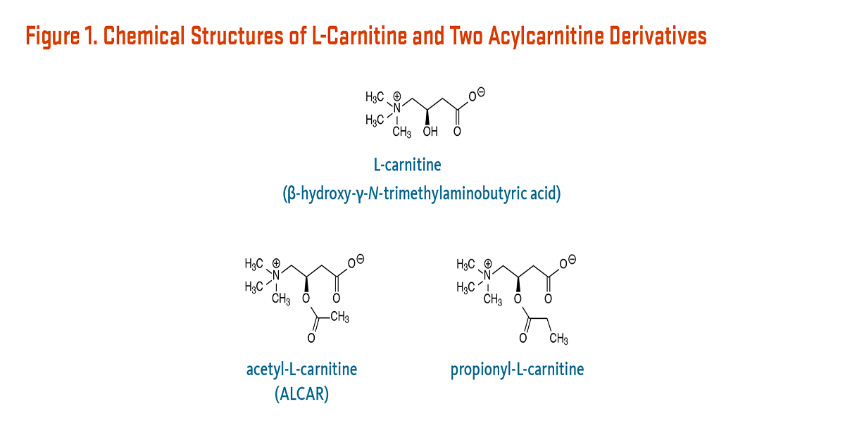 Carnitine Types